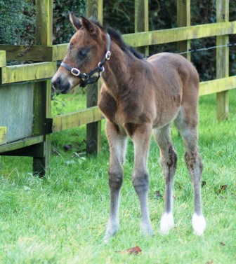 2014 colt by Henrythenavigator